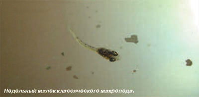 Stud makropody (Macropodus opercularis)