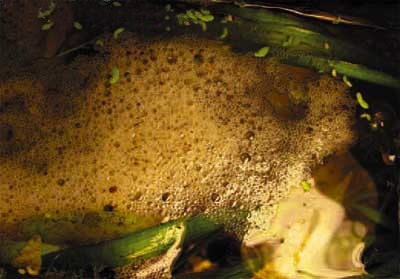 Expansiunea macropodului (macropodus opercularis)