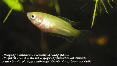 Розведення макроподов (macropodus opercularis)