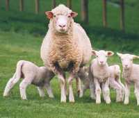 Розведення овець як бізнес в Білорусі