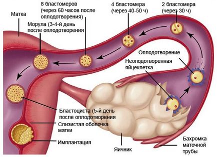 Розвиток, будова і функції провізорних органів