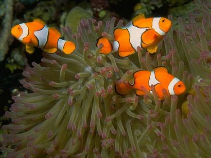 Pește-clovn (amphiprioi ocellaris)