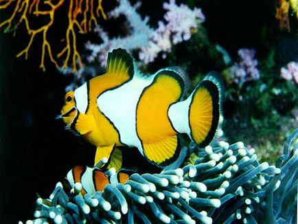 Риба-клоун (amphiprioi ocellaris)