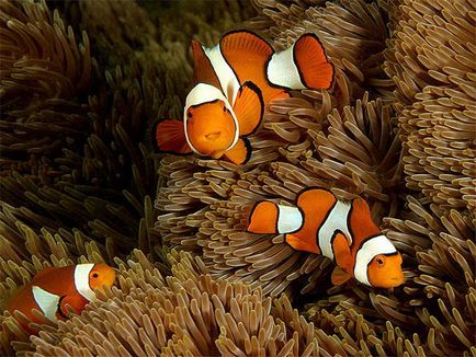 Pește-clovn (amphiprioi ocellaris)