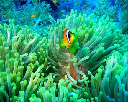 Bohóchal (amphiprioi ocellaris)