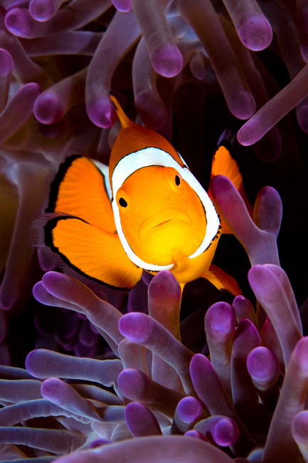 Риба-клоун (amphiprioi ocellaris)