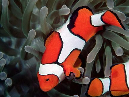 Риба-клоун (amphiprioi ocellaris)