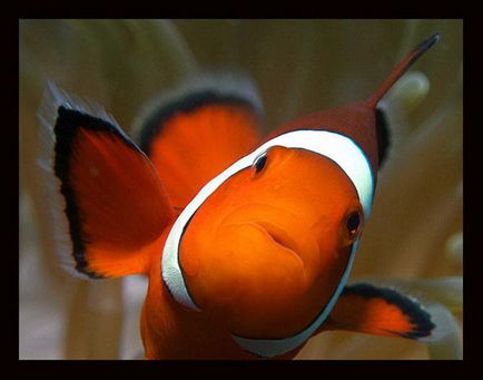 Pește-clovn (amphiprioi ocellaris)