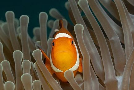 Pește-clovn (amphiprioi ocellaris)