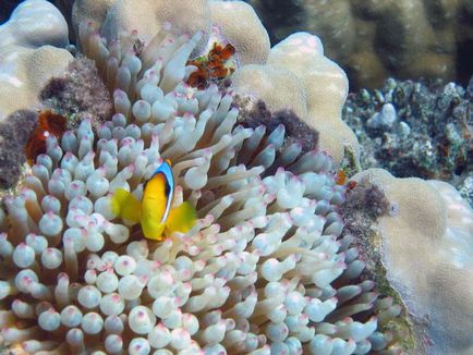 Pește-clovn (amphiprioi ocellaris)