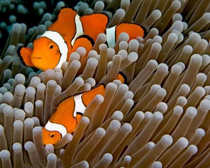 Pește-clovn (amphiprioi ocellaris)