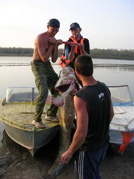 Pescuitul pentru un somn cu un măgar pentru un râu gigant, cum să prindă un somn