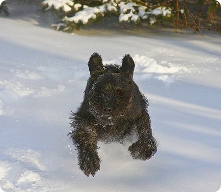 Óriás schnauzer, óriás schnauzer kutya fajta kép