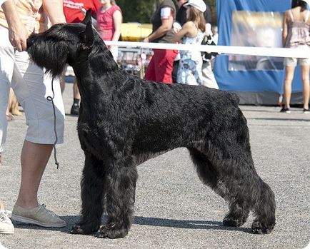 Giant Schnauzer, poze cu câini din rasa Risenschnauzer