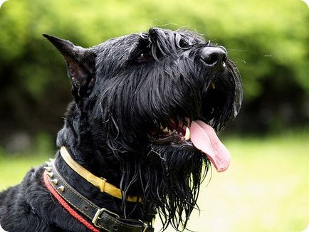 Giant Schnauzer, poze cu câini din rasa Risenschnauzer