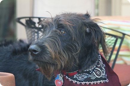 Giant Schnauzer, poze cu câini din rasa Risenschnauzer