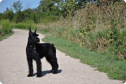 Giant Schnauzer, poze cu câini din rasa Risenschnauzer