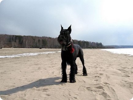 Giant Schnauzer, poze cu câini din rasa Risenschnauzer