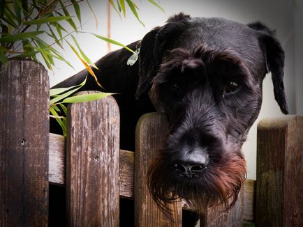 Giant schnauzer (schnauzer gigant) fotografie, descriere și caracter