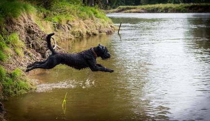 Giant schnauzer (schnauzer gigant) fotografie, descriere și caracter