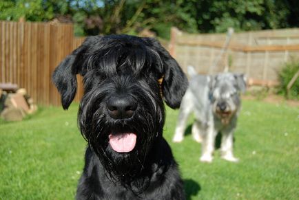 Giant schnauzer (schnauzer gigant) fotografie, descriere și caracter