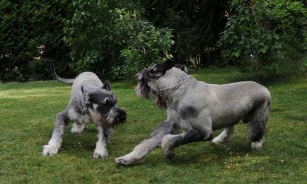 Giant schnauzer (schnauzer gigant) fotografie, descriere și caracter