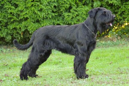 Giant schnauzer (schnauzer gigant) fotografie, descriere și caracter