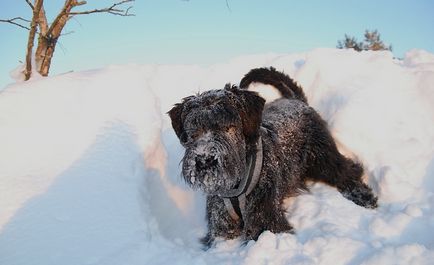 Giant schnauzer (schnauzer gigant) fotografie, descriere și caracter