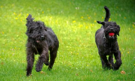 Giant schnauzer (schnauzer gigant) fotografie, descriere și caracter