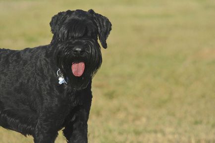 Giant schnauzer (schnauzer gigant) fotografie, descriere și caracter