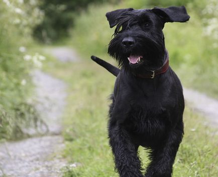 Giant schnauzer (schnauzer gigant) fotografie, descriere și caracter