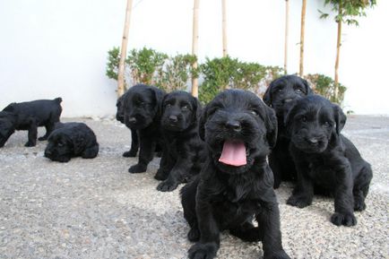 Giant schnauzer (schnauzer gigant) fotografie, descriere și caracter