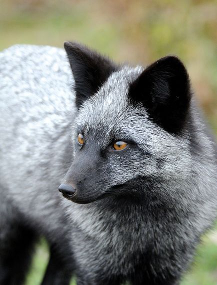 Рудо-чорно-біла 7 видів чарівною лисиці