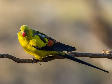 Розкішний гірський папуга - фото, опис