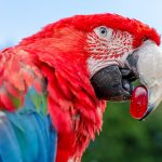Розкішний гірський папуга - фото, опис