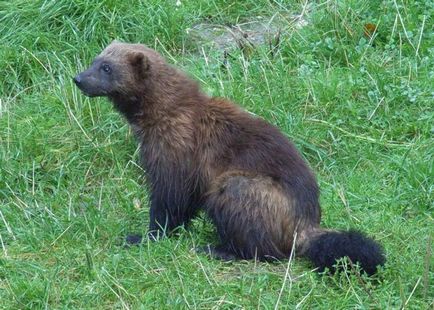 Wolverine și dușmanii ei