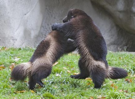 Rozsomák és ellenségei (Wolverine) Rozsomák és az ellenségei