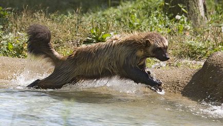 Wolverine și dușmanii ei