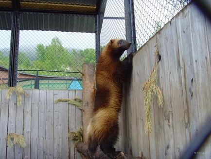 Rozsomák és ellenségei (Wolverine) Rozsomák és az ellenségei