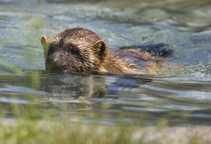 Wolverine și dușmanii ei