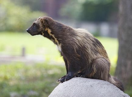 Wolverine și dușmanii ei