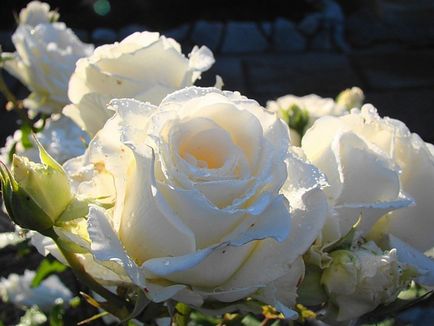 Roses fotografie, galerie de fotografii frumoase