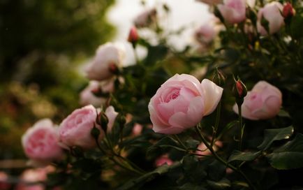 Roses fotografie, galerie de fotografii frumoase