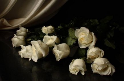 Roses fotografie, galerie de fotografii frumoase