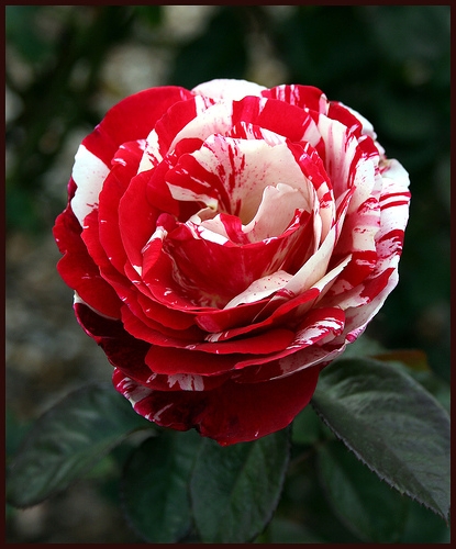 Roses fotografie, galerie de fotografii frumoase