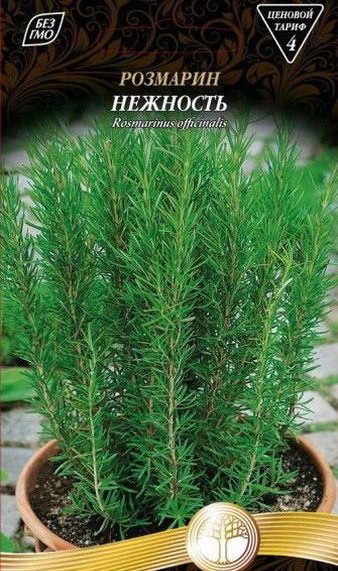 Rosemary 