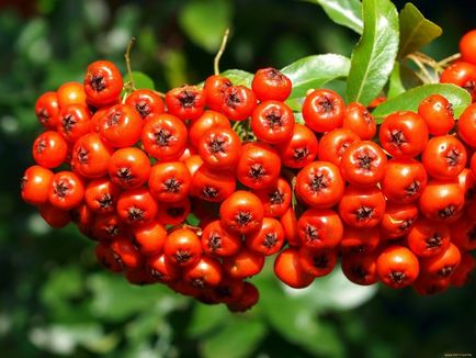 Sorbus видове, сортове