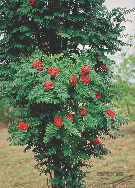 Sorbus fajok, fajták