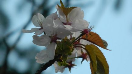 Sakura în Grădina Botanică