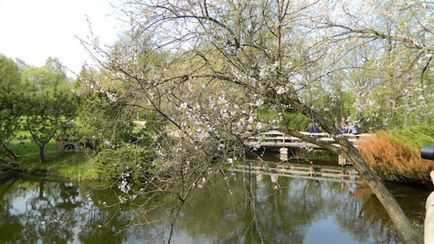 Sakura în Grădina Botanică